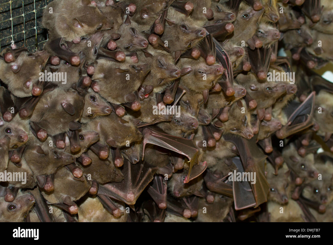 bat bats animal, asia, asian, australia, australian, bat, beautiful, black, branch, branches, country, day, down, ears, flying Stock Photo