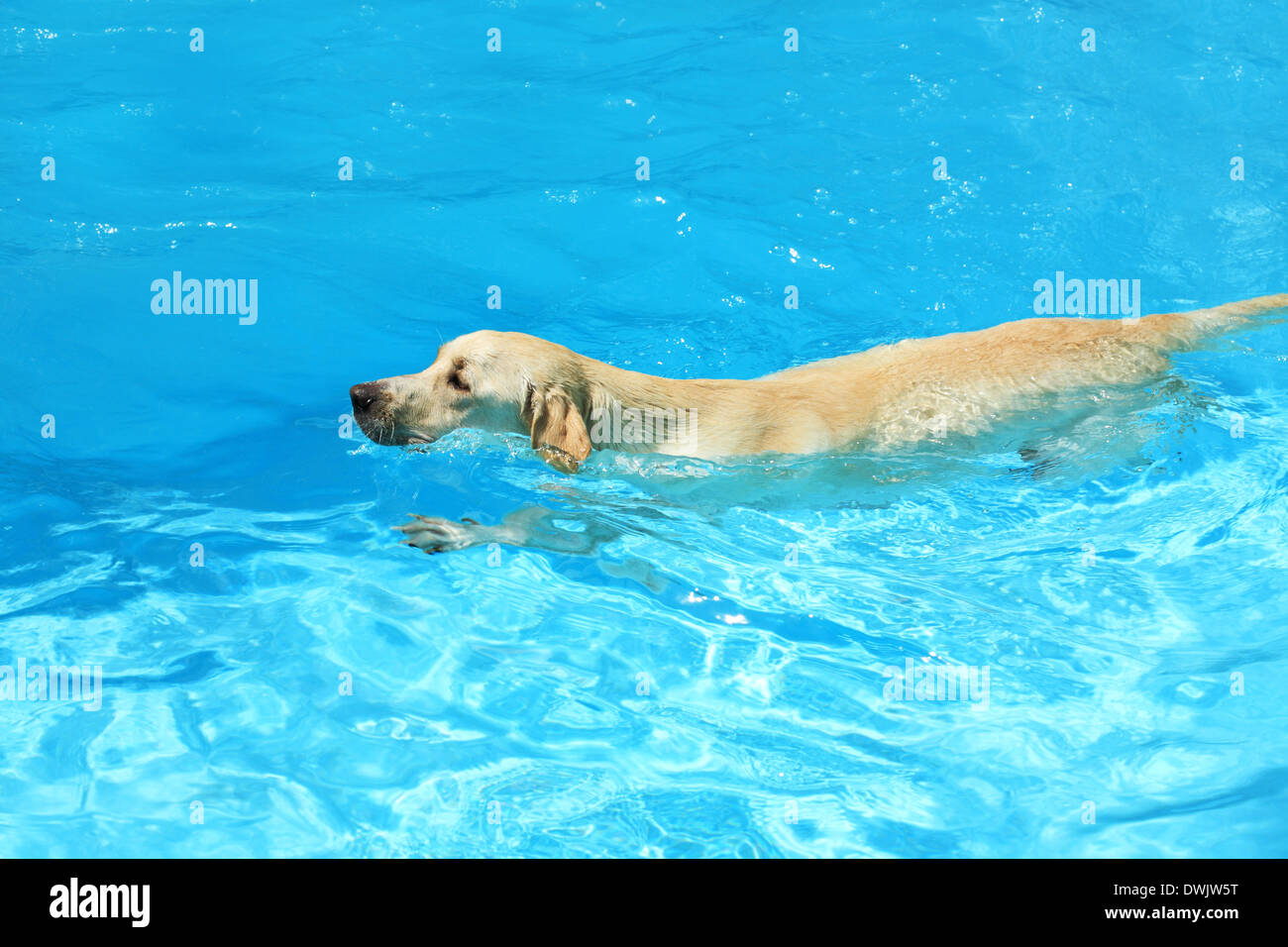 Dog labrador in swimming pool hi-res stock photography and images - Alamy