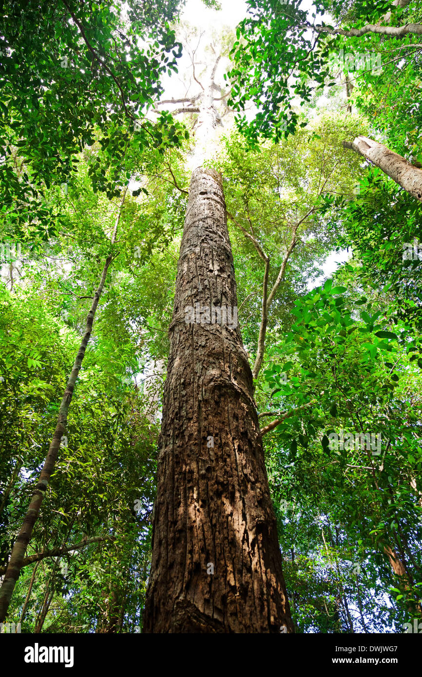 huge tree in borneo malaysia Stock Photo Alamy
