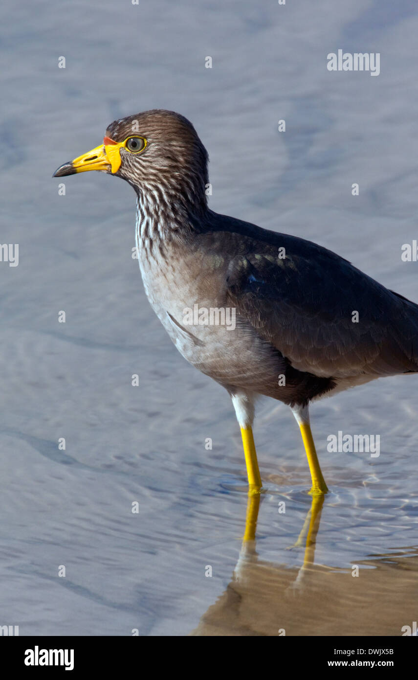 The rare African Wattled Lapwing (Vanellus senegallus) on the Chobe River in Northern Botswana Stock Photo