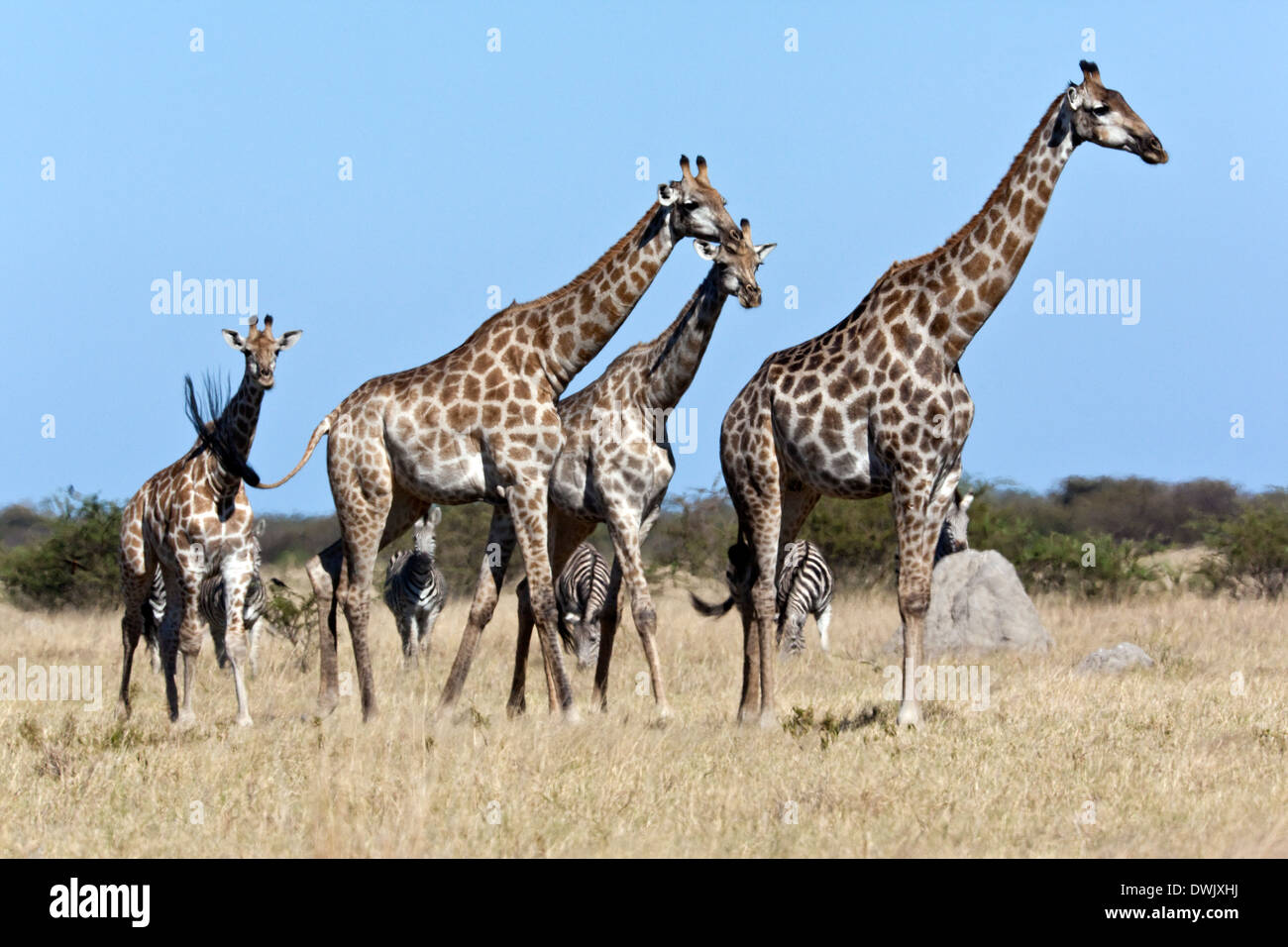 A group of Giraffe (Giraffa camelopardalis) walking through the heat haze in the Savuti Region of Botswana. Stock Photo