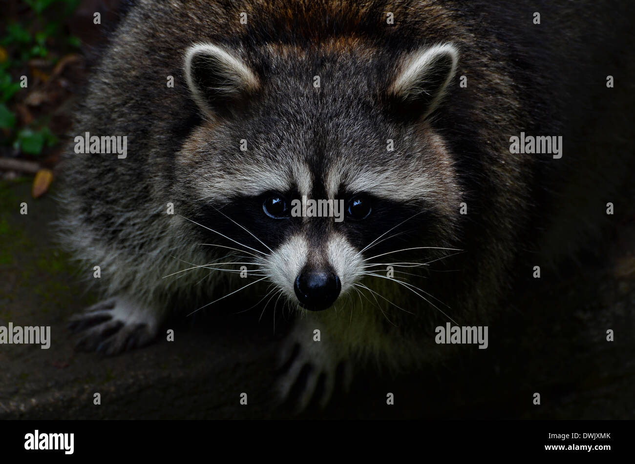 close up photo of a racoon Stock Photo - Alamy