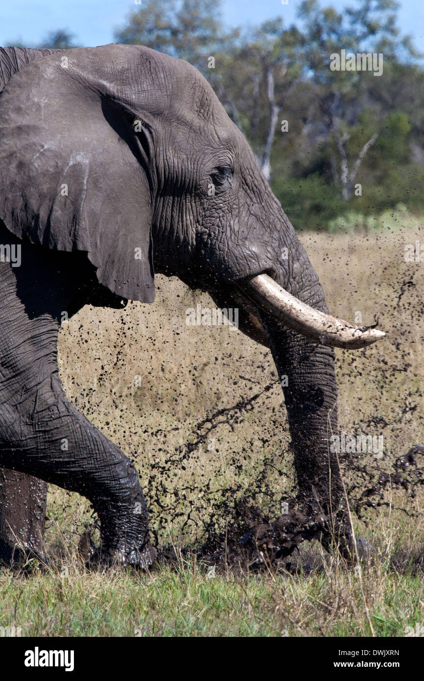 An African Elephant (Loxodonta africana) having a mud bath in the Savuti region of Northern Botswana. Stock Photo