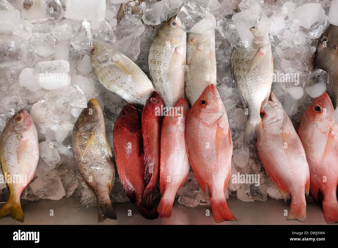 Fresh raw fish displayed on ice at supermarket Stock Photo