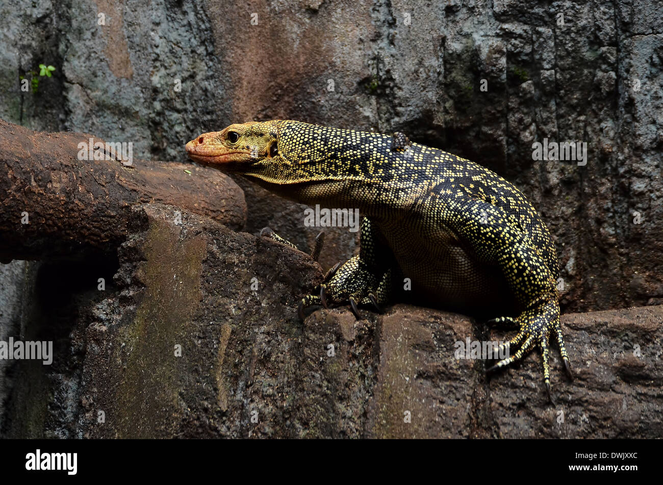 close up photo of an asian water monitor Stock Photo