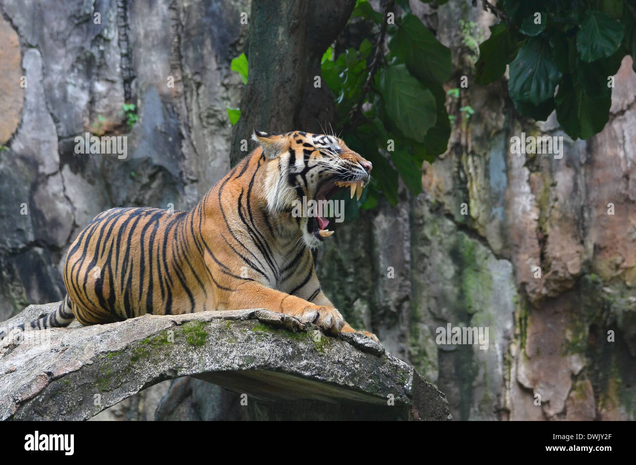 Tiger Roar Images – Browse 32,385 Stock Photos, Vectors, and Video