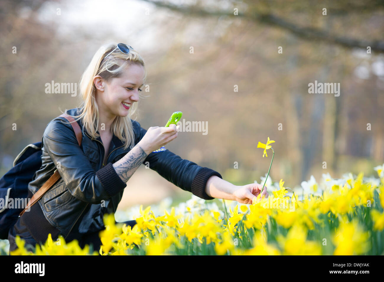 A girl photographs a daffodil flower using her smartphone. Stock Photo