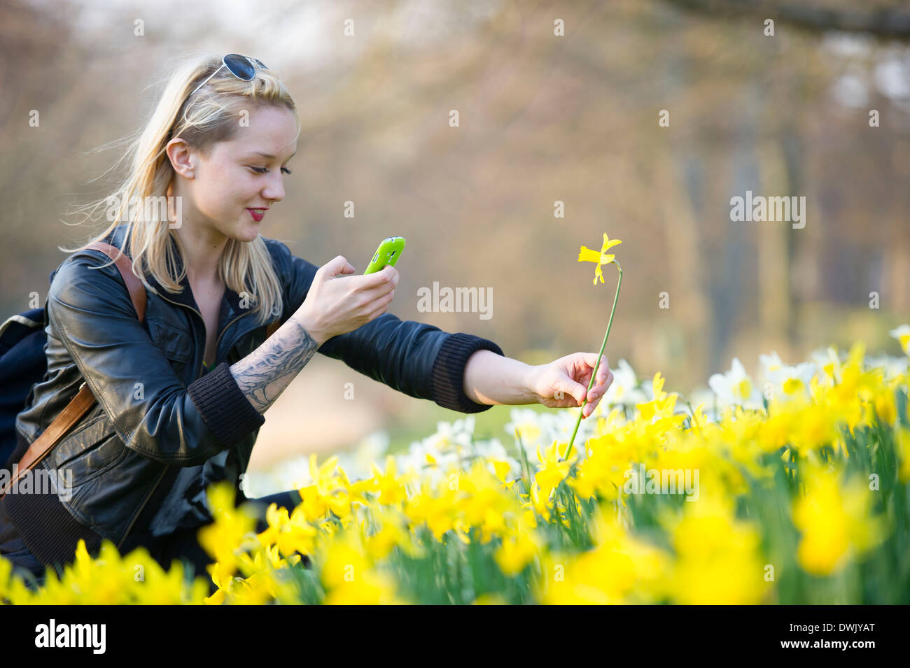 A girl photographs a daffodil flower using her smartphone. Stock Photo