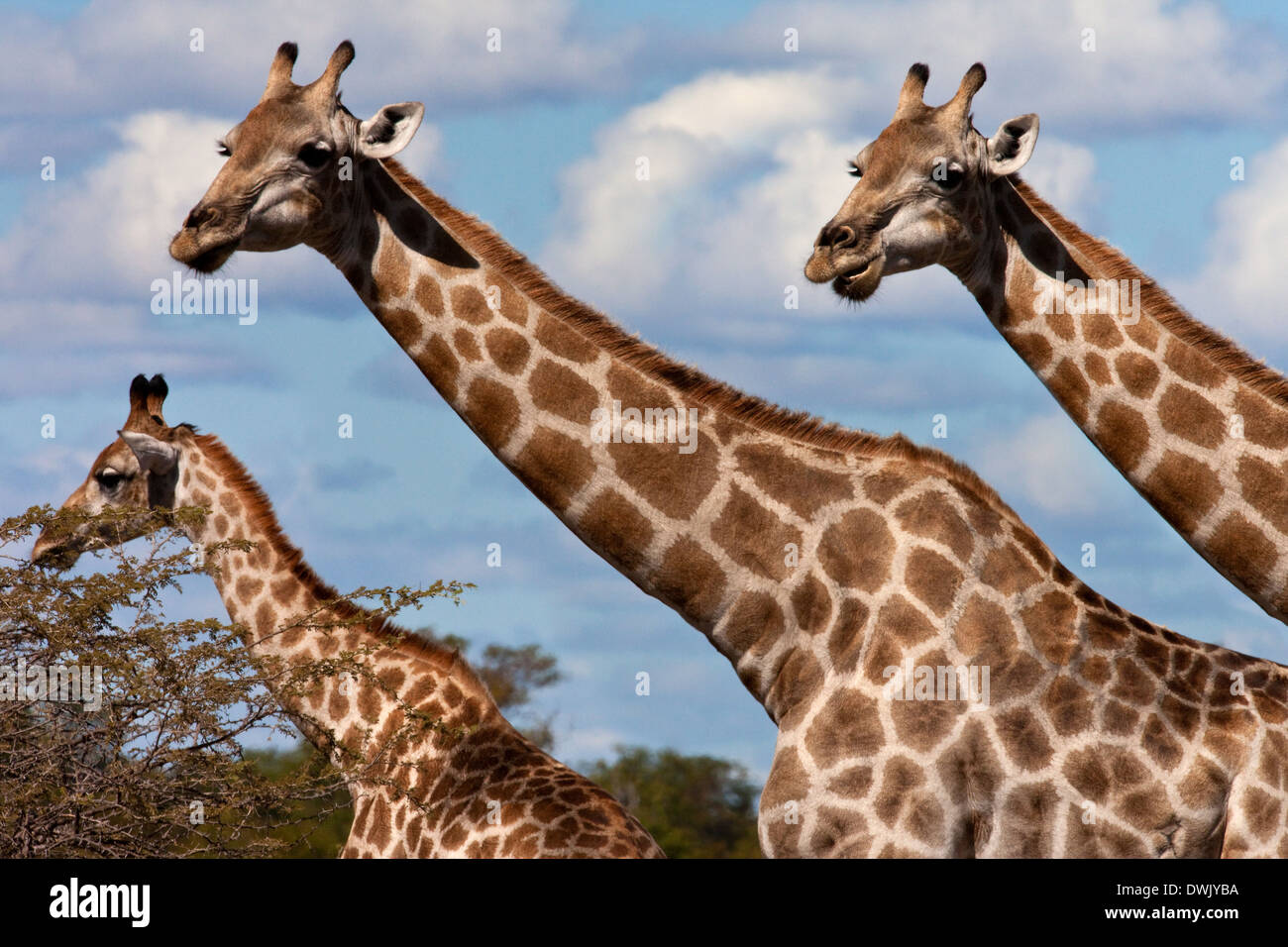 A group of Giraffe (Giraffa camelopardalis) in the Savuti region of Botswana Stock Photo