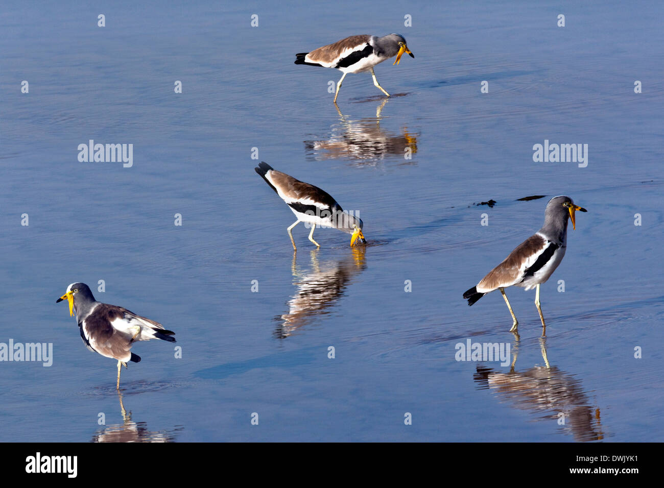 A group of the rare African Wattled Lapwing (Vanellus senegallus) on the Chobe River in northern Botswana. Stock Photo