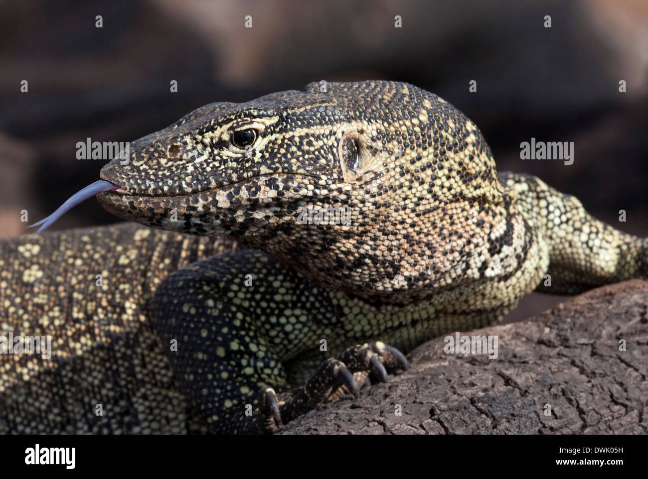 A Water Monitor (Varanus niloticus) on the banks of the Chobe River in northern Botswana Stock Photo