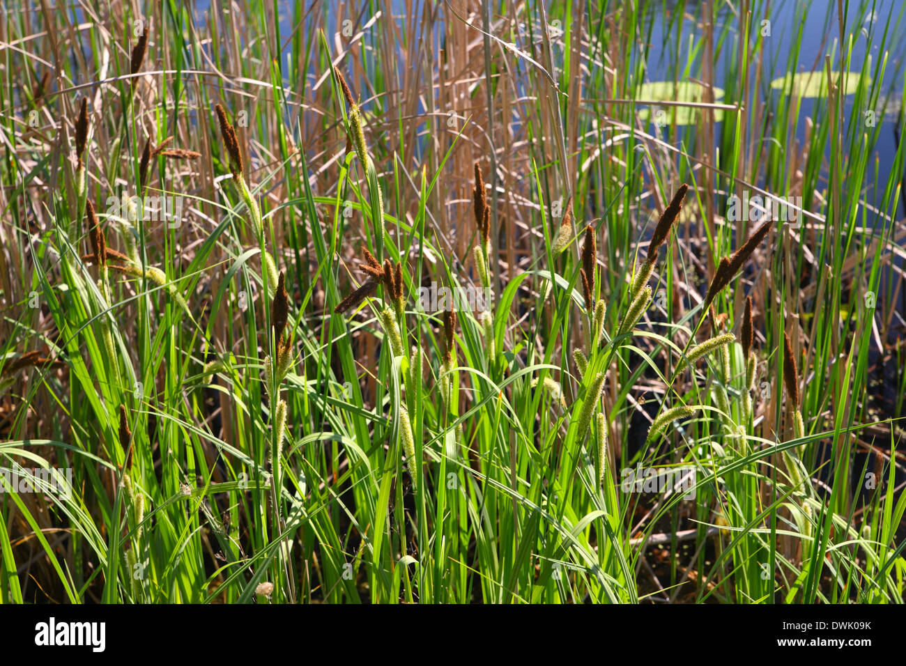 River With Reeds River green grass nature hi-res stock photography and images - Alamy