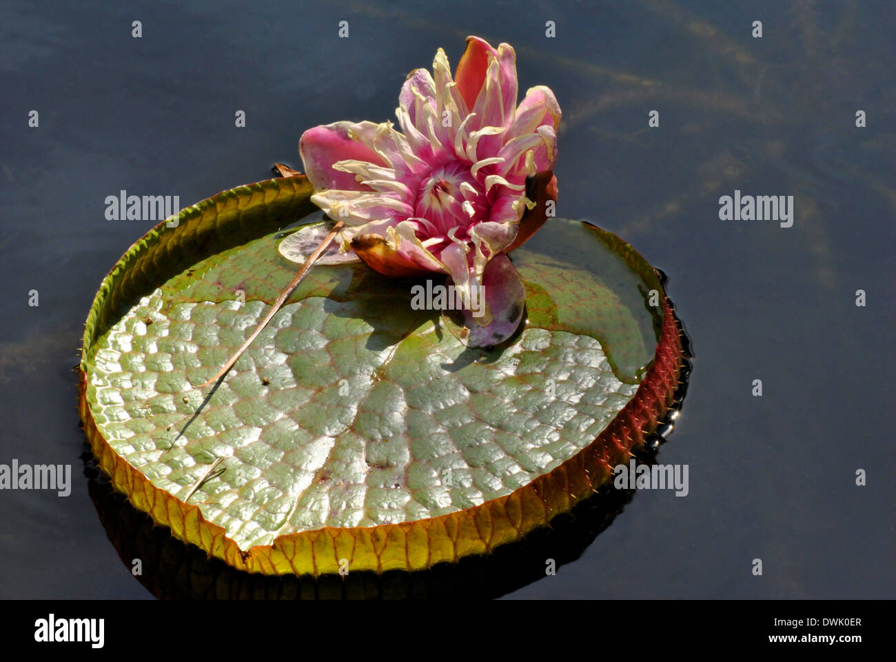 Giant Amazonian Waterlily Latin name Victoria Amazonica Stock Photo Alamy