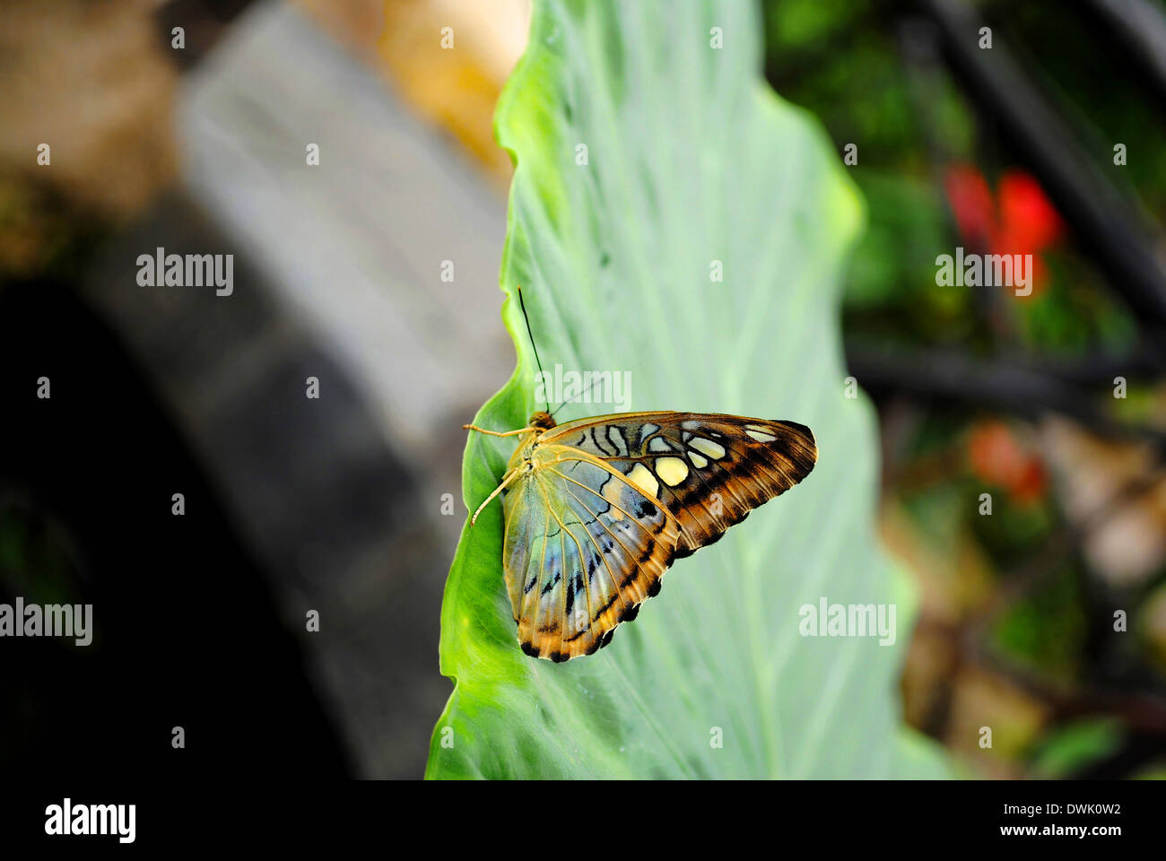 Malaysian blue clipper butterfly Latin name parthenos sylvia violacea Stock Photo Alamy