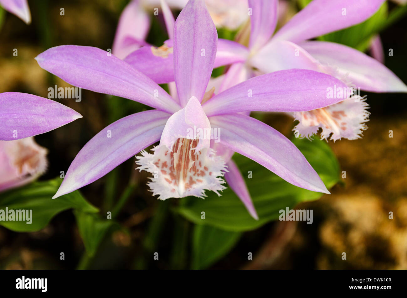 a very beautiful orchid Pleione formosana Stock Photo
