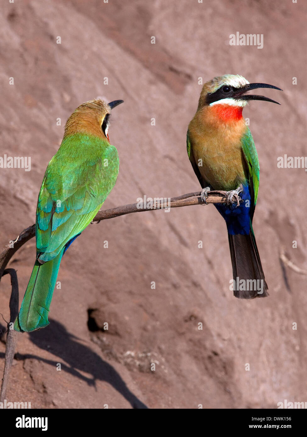 Two White-fronted Bee-Eaters (Merops bullockoides) - Botswana Stock ...