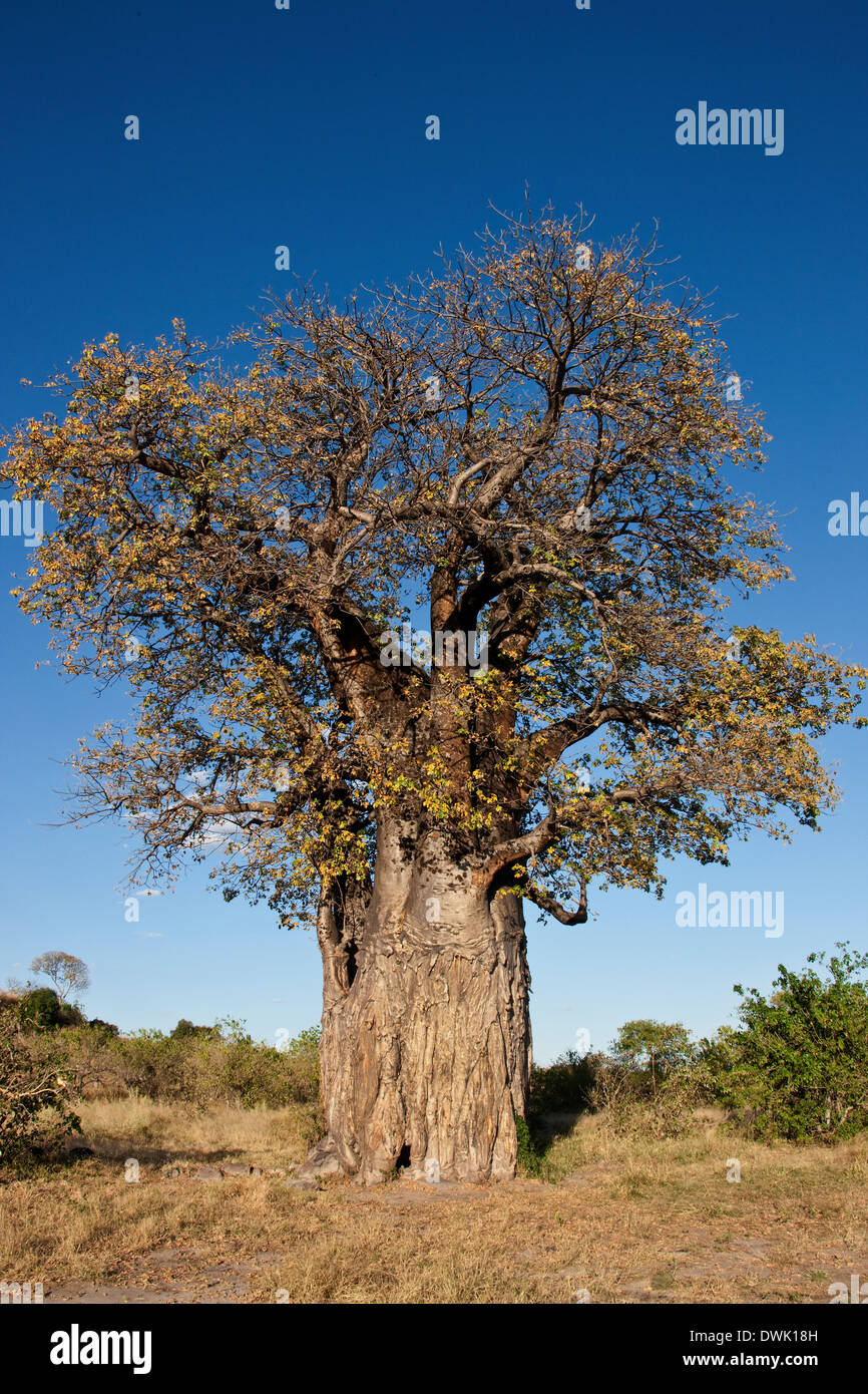 Baobab Tree (Adansonia digitata) in the Savuti area of Botswana Stock Photo
