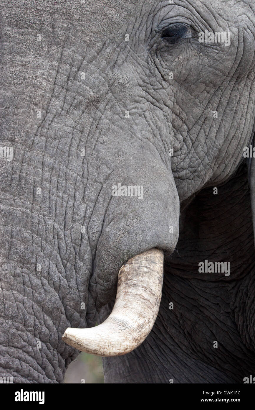 Close-up of the tusk and eye of an African Elephant (Loxodonta africana) in the Savuti region of Botswana Stock Photo