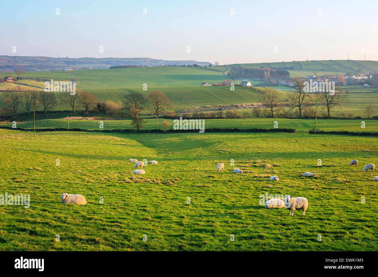 Field of sheep in the late afternoon sunshine, near Thurstonland, Holme Valley, West Yorkshire, England, UK Stock Photo