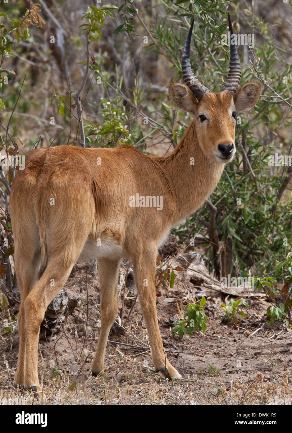 Male Puku Antelope (Kobus vardonii) - Chobe National Park - Botswana Stock  Photo - Alamy