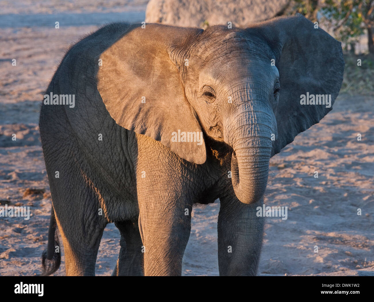 A baby elephant (Loxodonta africana) in the Savuti region of northern Botswana. Stock Photo