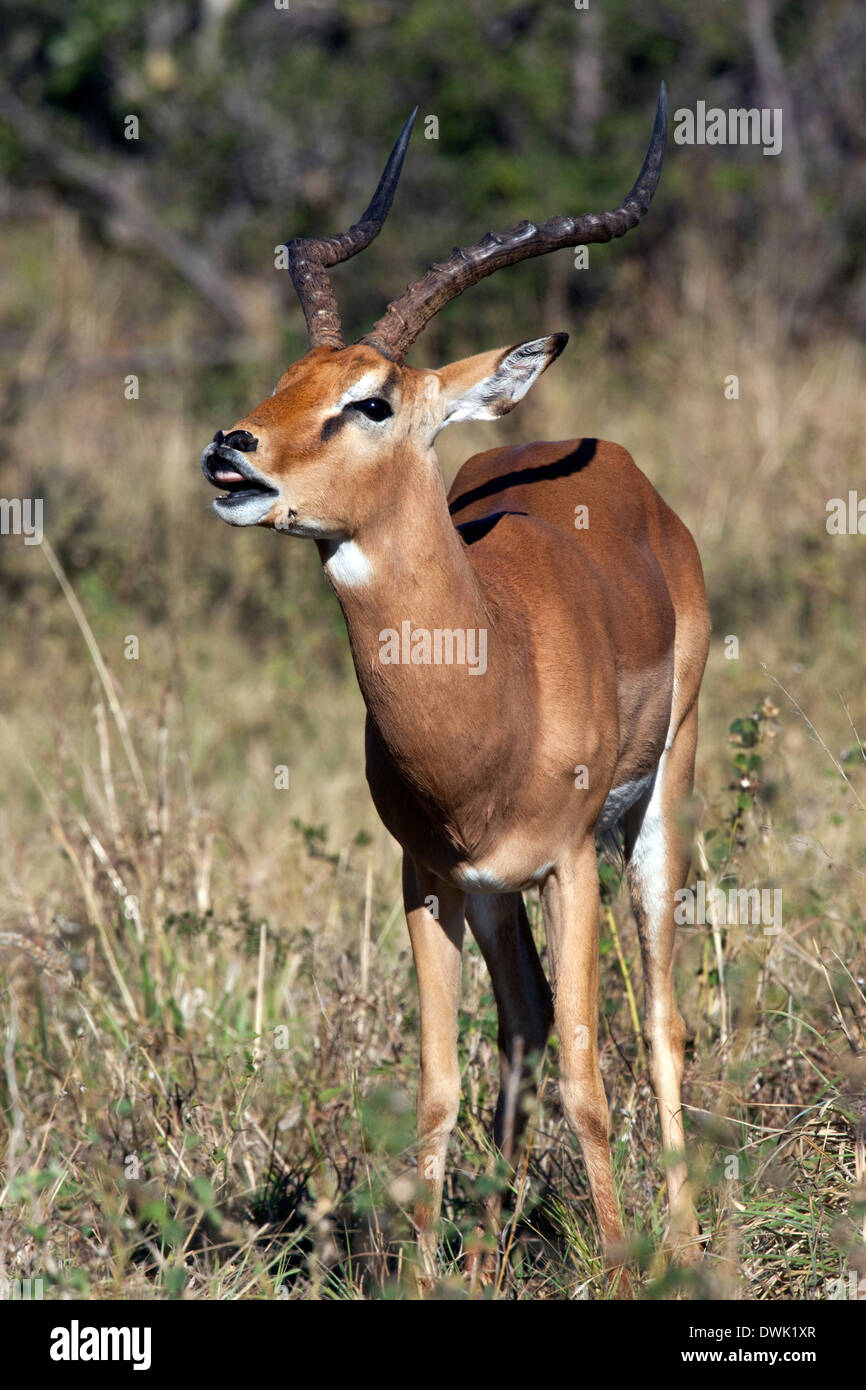 Young male Impala (Aepyceros melampus melampus) showing the Flehman Responce - Botswana Stock Photo
