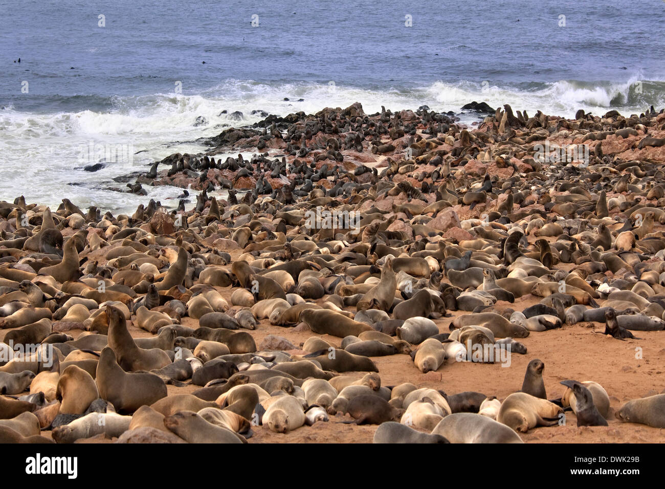 Cape Fur Seals (Arctocephalus pusillus) - Cape Cross Seal Colony - Skeleton Coast - Namibia Stock Photo
