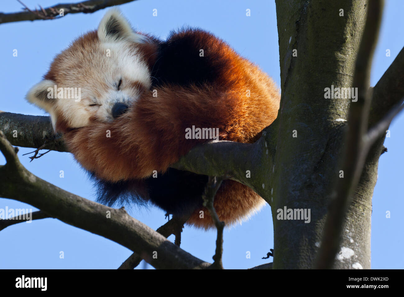 Red Panda Sleep Hi Res Stock Photography And Images Alamy