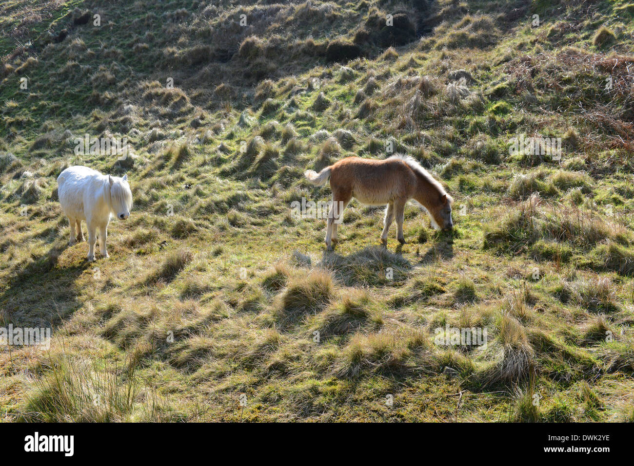 Wild horses ponies Long Mynd Shropshire Hills England Uk Stock Photo