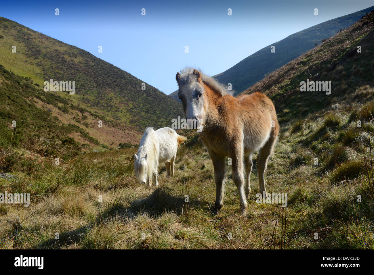 Wild horses ponies Long Mynd Shropshire Hills England Uk Stock Photo