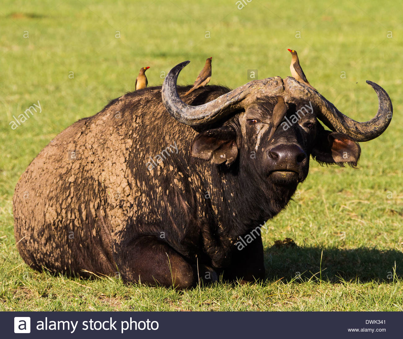 Sitting Buffalo High Resolution Stock Photography and Images Alamy