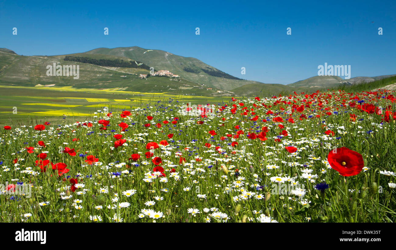 Italian wildflowers hi-res stock photography and images - Alamy