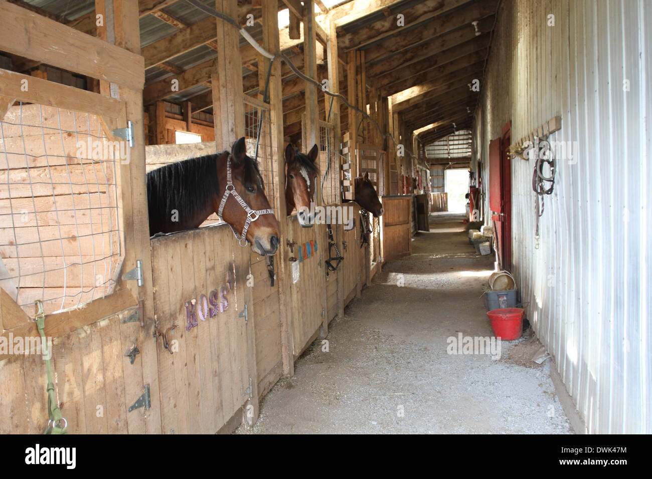 Horses in a stable in Cape Breton, Nova Scotia Stock Photo 67417944