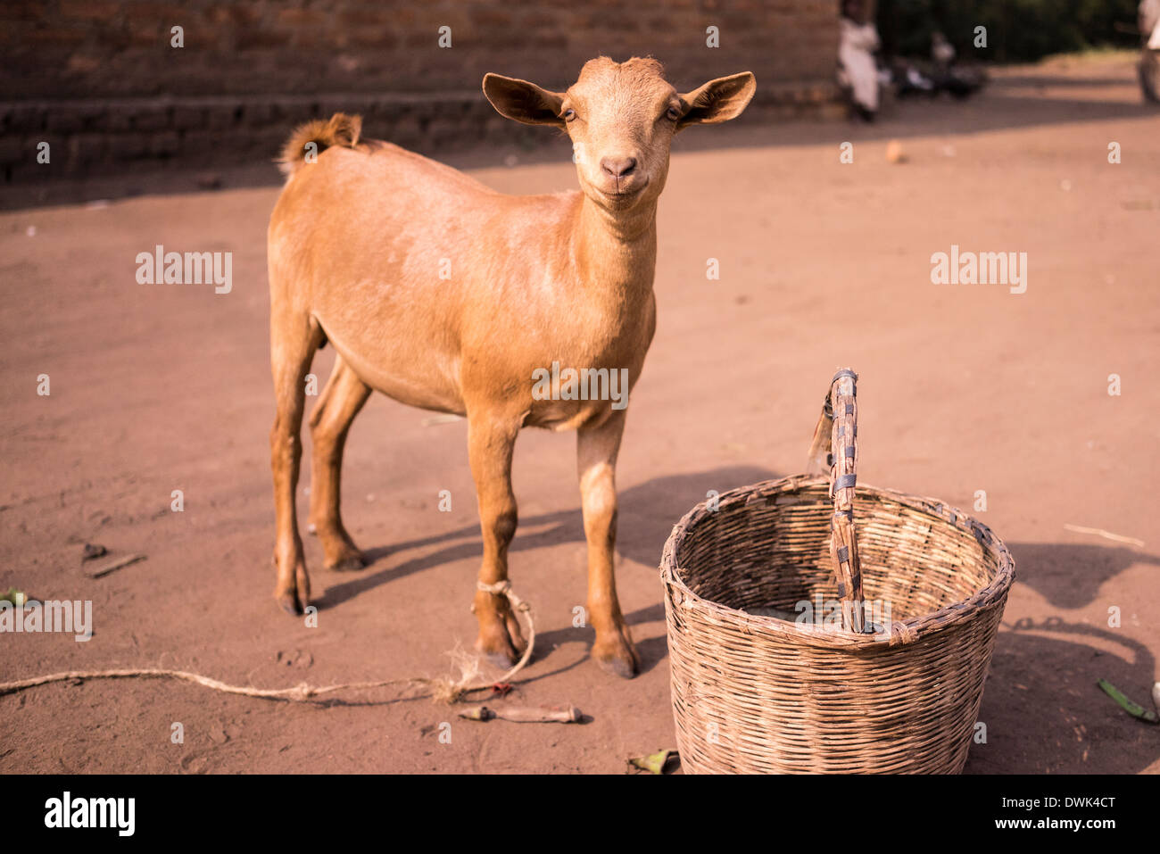 Goat in rural village in Africa Stock Photo Alamy