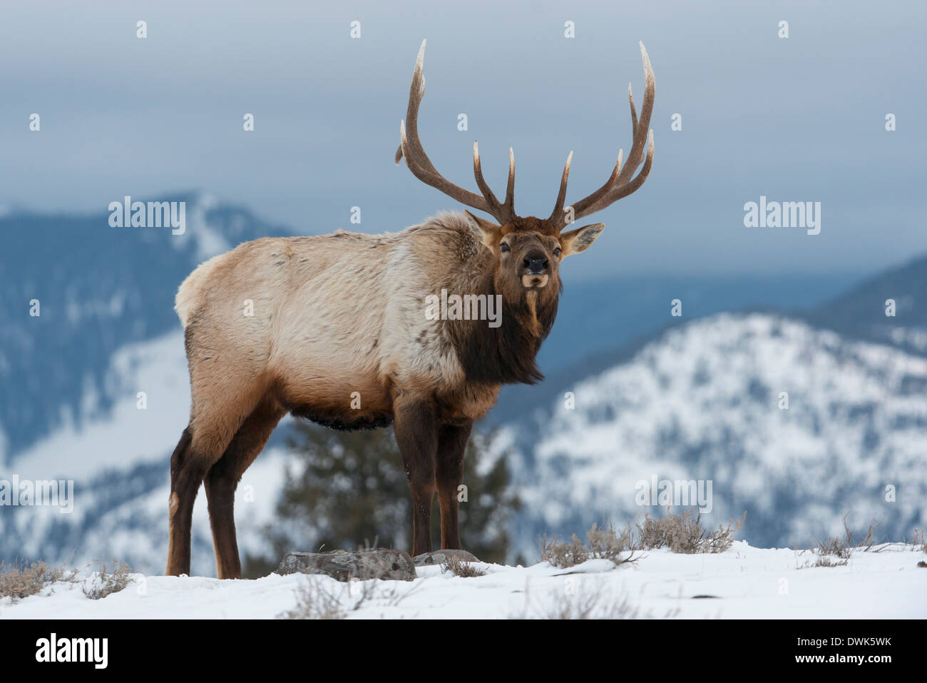 Bull Elk (Cervus elaphus), Yellowstone National Park, Wyoming Stock Photo