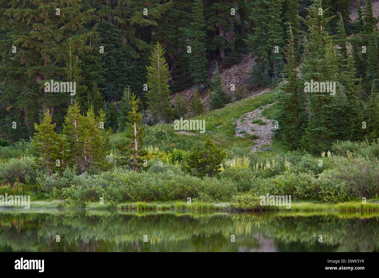 Trees along the shore of Highland Lake, Stanislaus National Forest. Alpine County, California Stock Photo