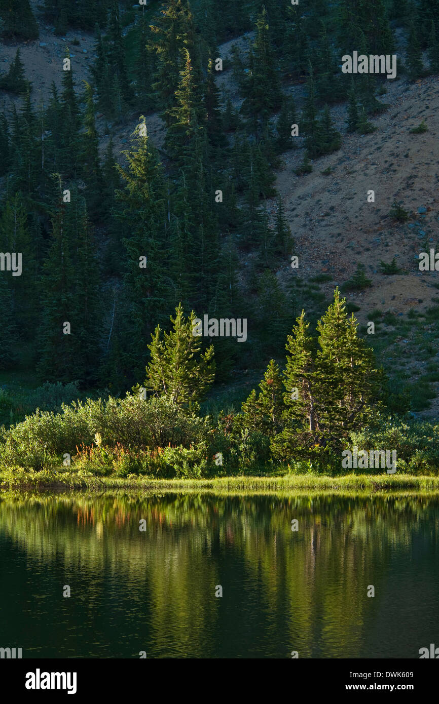 Trees along the shore of Highland Lake, Stanislaus National Forest. Alpine County, California Stock Photo
