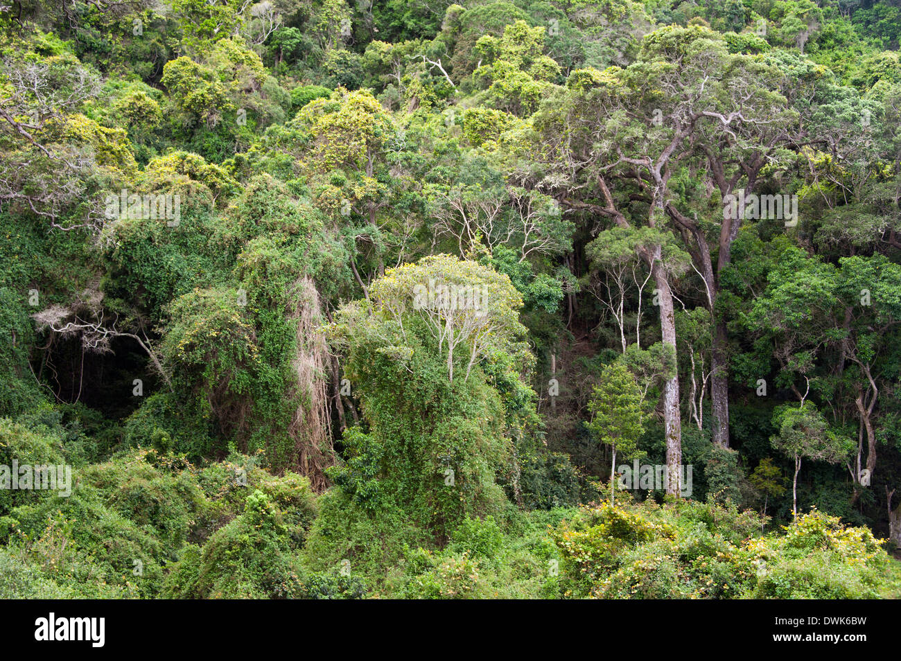Primeval forest Stock Photo
