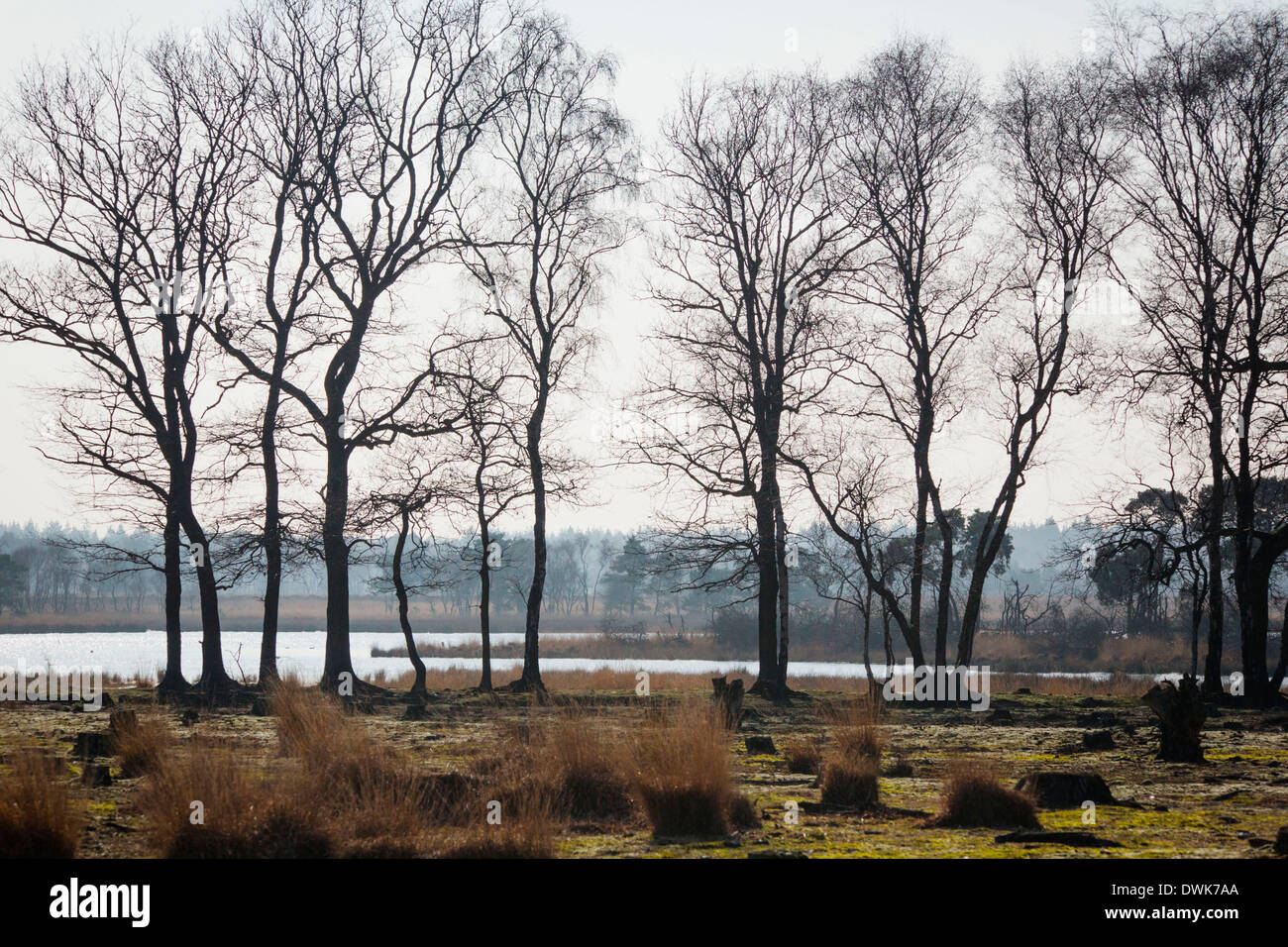 Landscape at the Strabrechtse Heide (moor and heath) with a fen in the background, in the Netherlands during spring Stock Photo