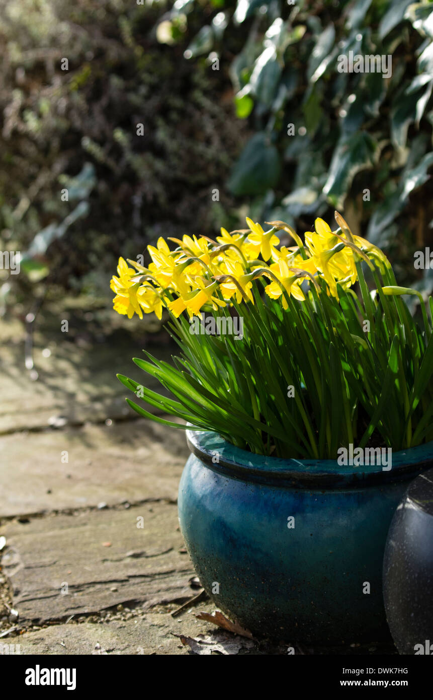 Miniature daffodils in a glazed pot. Stock Photo