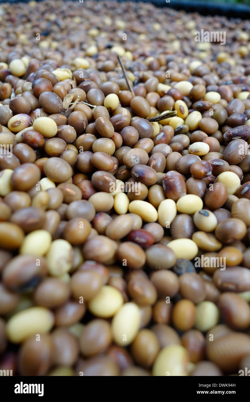 Soybeans harvested in the Gorkha region of Nepal. Stock Photo