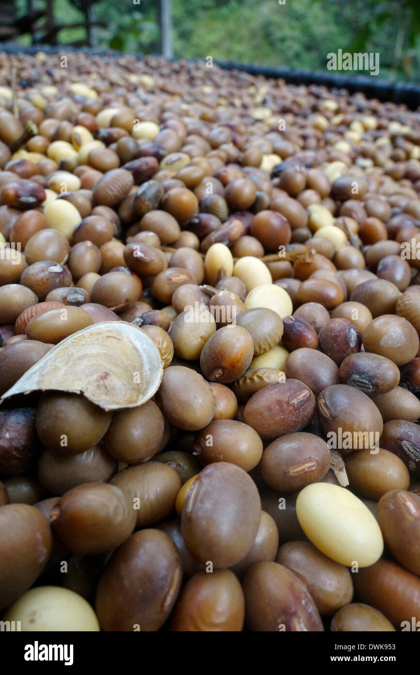 Soybeans harvested in the Gorkha region of Nepal. Stock Photo