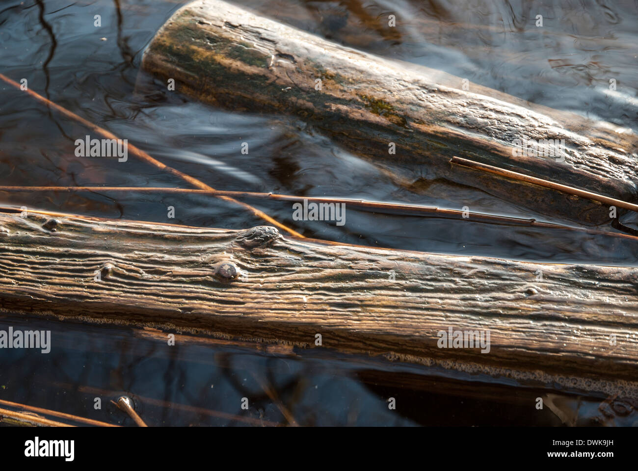 Old wood soaked with water floating on the Lake Caputh Stock Photo Alamy