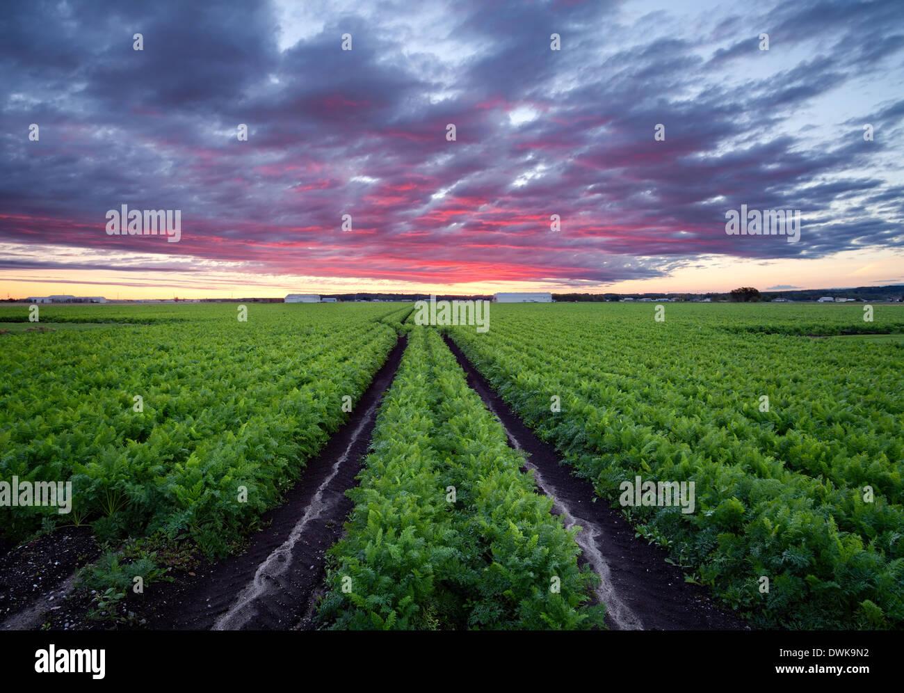 A mature field of carrots in the Holland marsh in Bradford West Gwillimbury, Ontario, Canada. Stock Photo