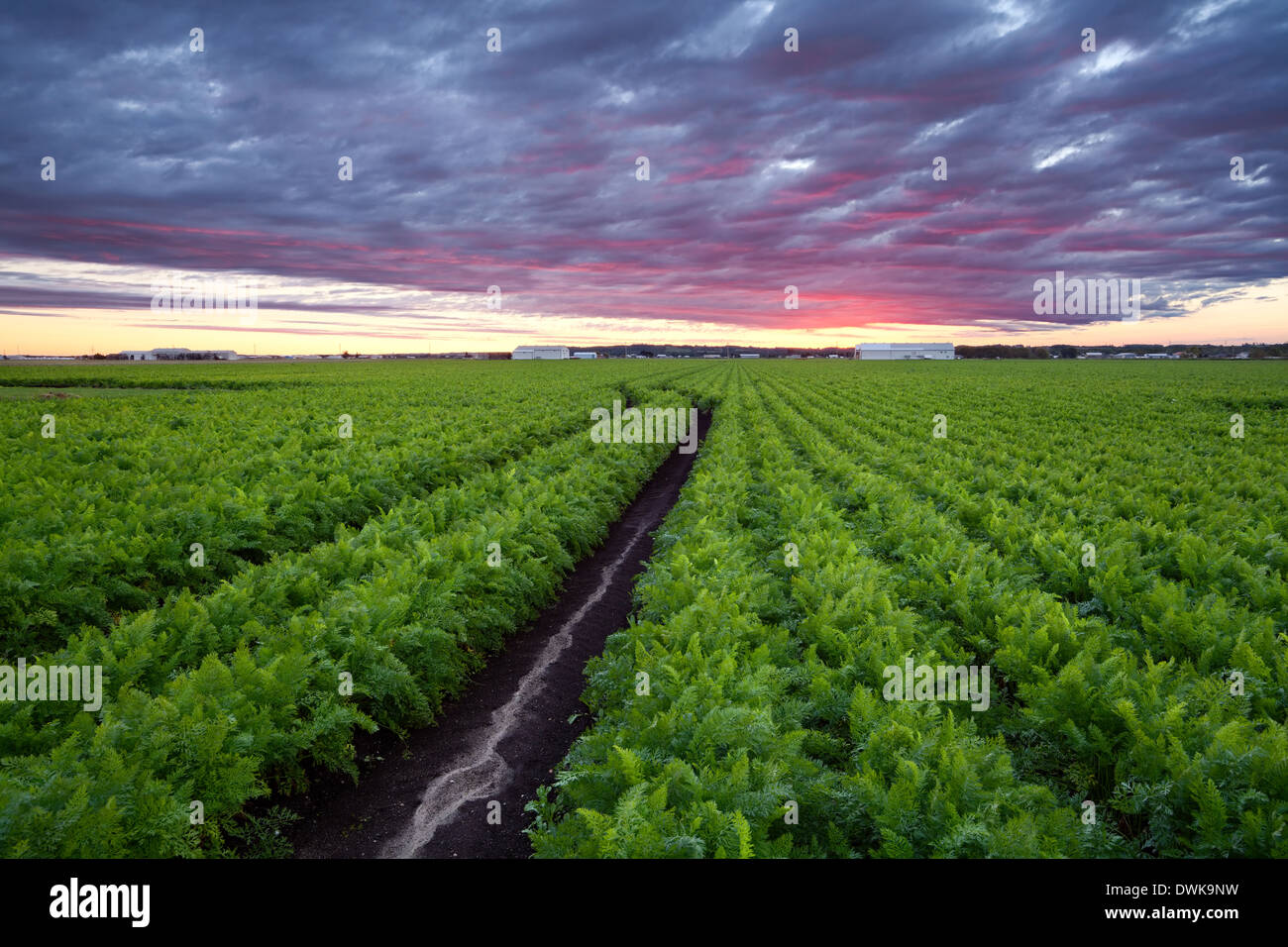 A mature field of carrots in the Holland marsh in Bradford West