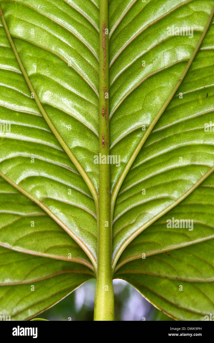 Large Leaf in the Mindo tropical cloud forest in Ecuador. Stock Photo