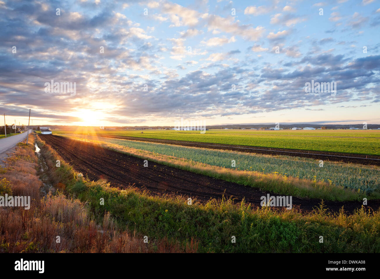 Farm fields (onion and carrot) in the early morning in the Holland