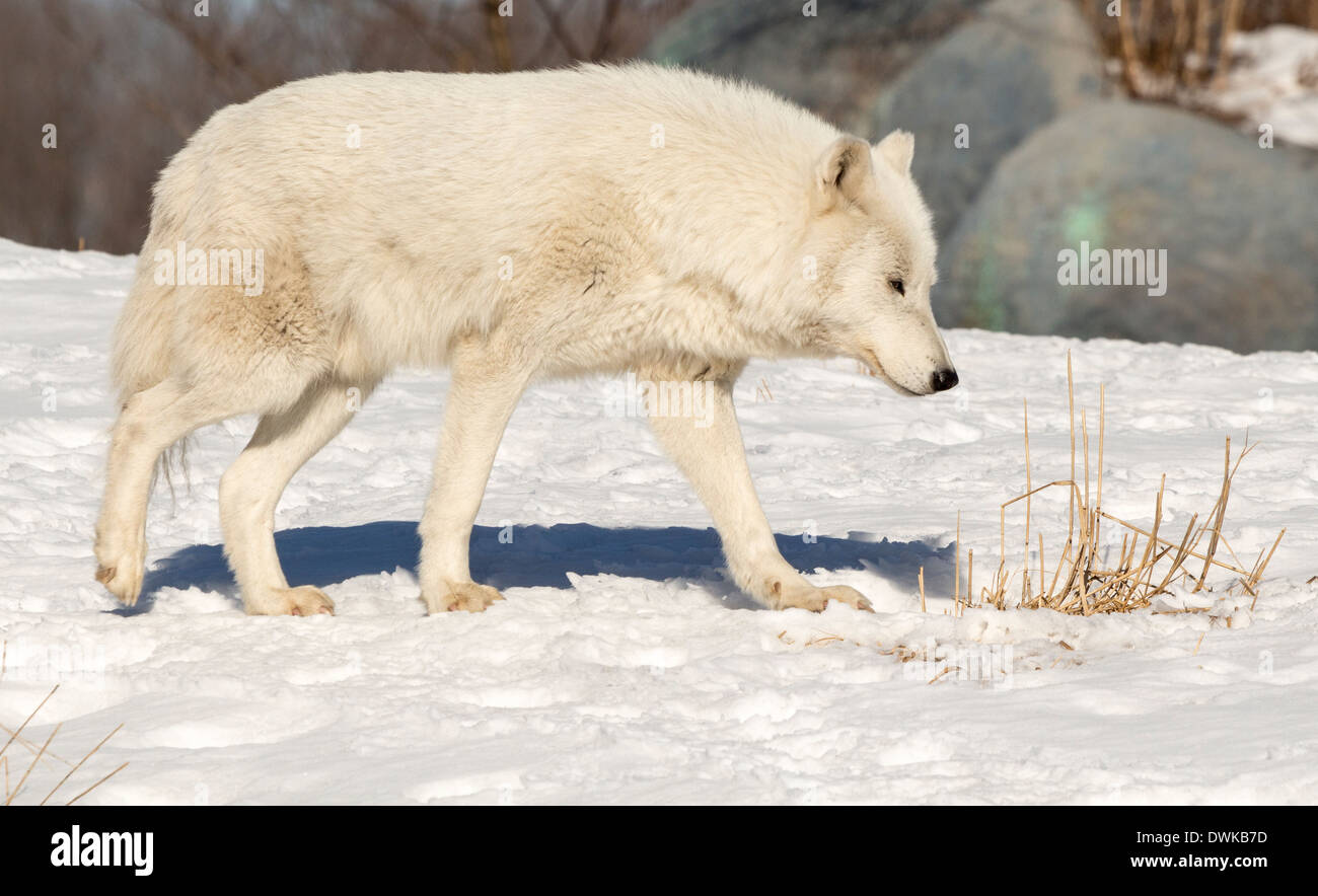 Arctic wolf (white wolf) walking in the snow Stock Photo