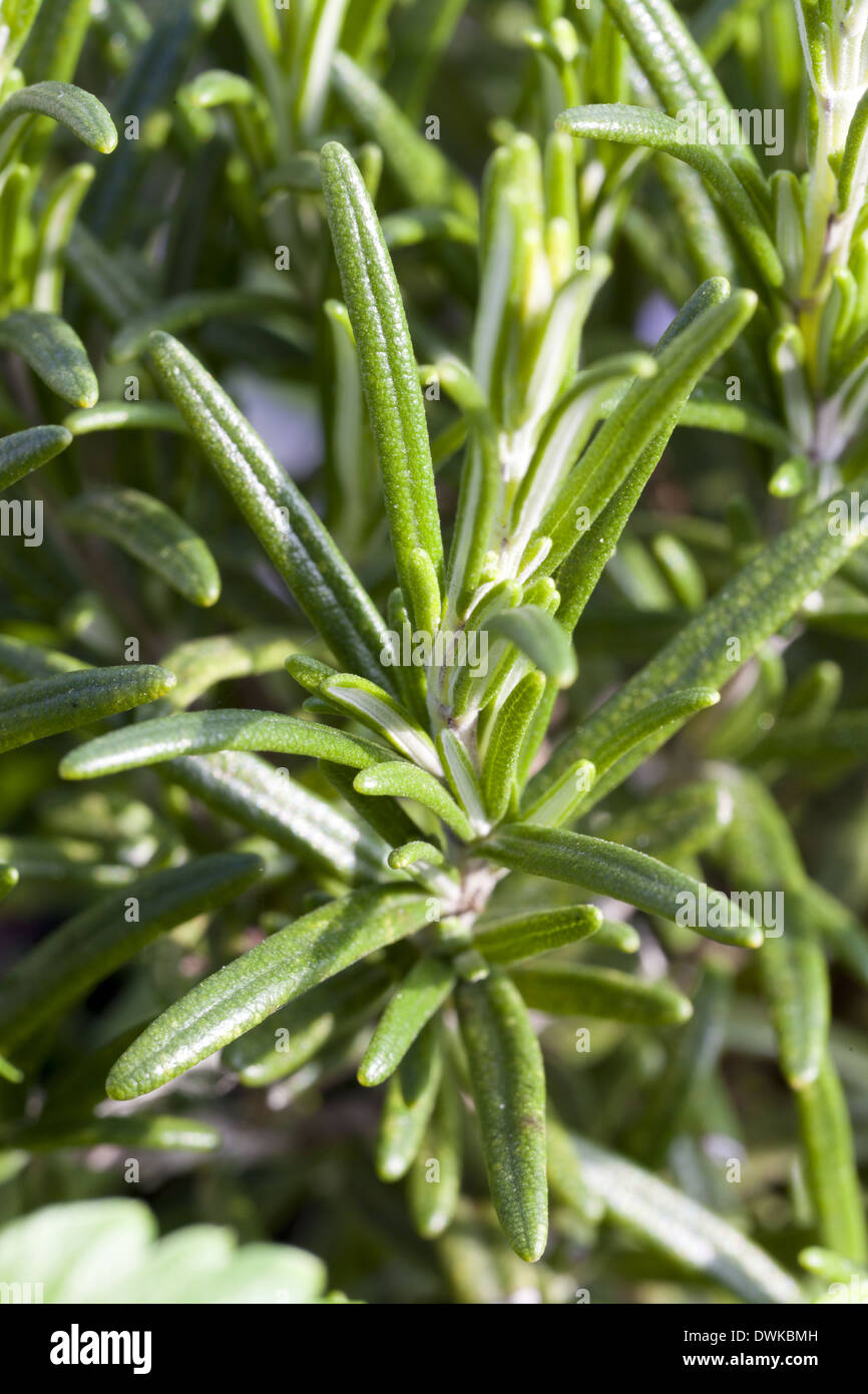 Rosemary needles hires stock photography and images Alamy