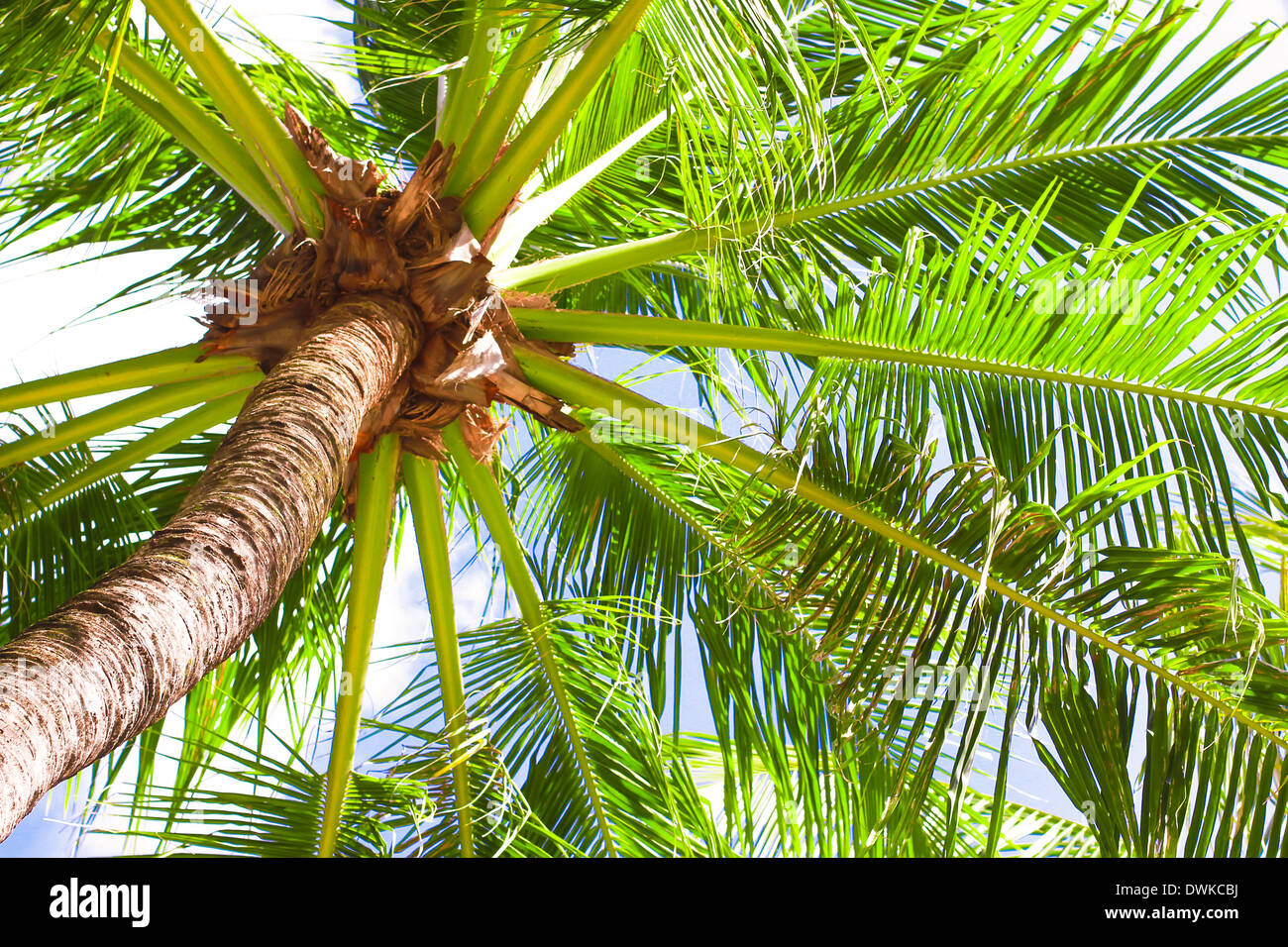 Coconut Palm tree on the sandy beach background blue sky Stock Photo ...